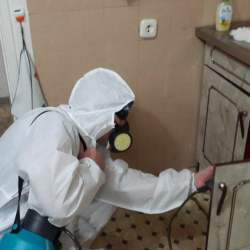 Дезинфекция от муравьев в квартире в Академическом районе Москвы